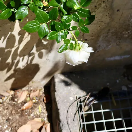 Apartment Rentitspain Charming Gym, Jacuzzi Y Balcon Estepona